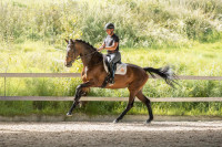 Vente de cheval : Obrilita